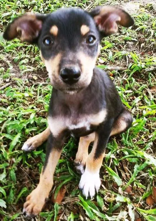 Cachorro ra a indefinida idade Abaixo de 2 meses nome Ed murphi