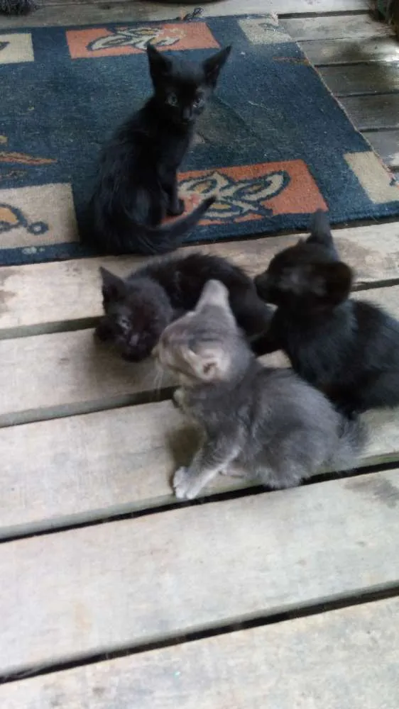 Gato ra a Felinos idade 2 a 6 meses nome Gatos