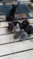 Gatos