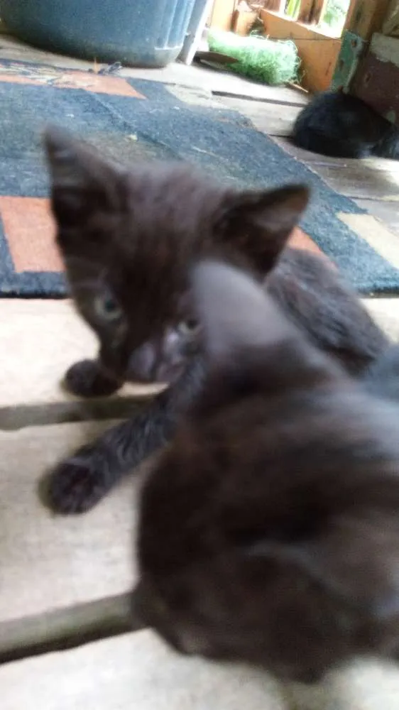 Gato ra a Felinos idade 2 a 6 meses nome Gatos