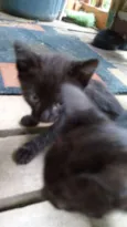 Gatos