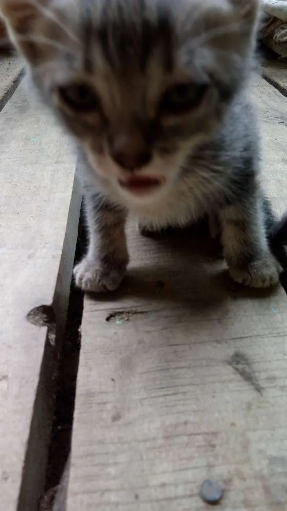 Gato ra a Felinos idade 2 a 6 meses nome Gatos