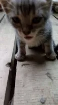 Gatos