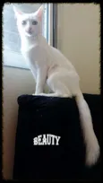 Branca