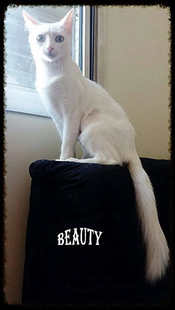 Gato ra a Srd idade 2 anos nome Branca