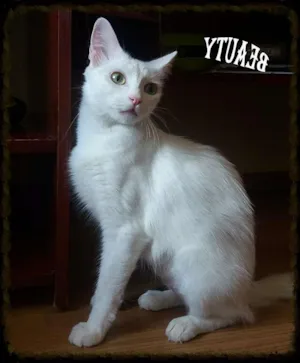 Gato raça Srd idade 2 anos nome Branca