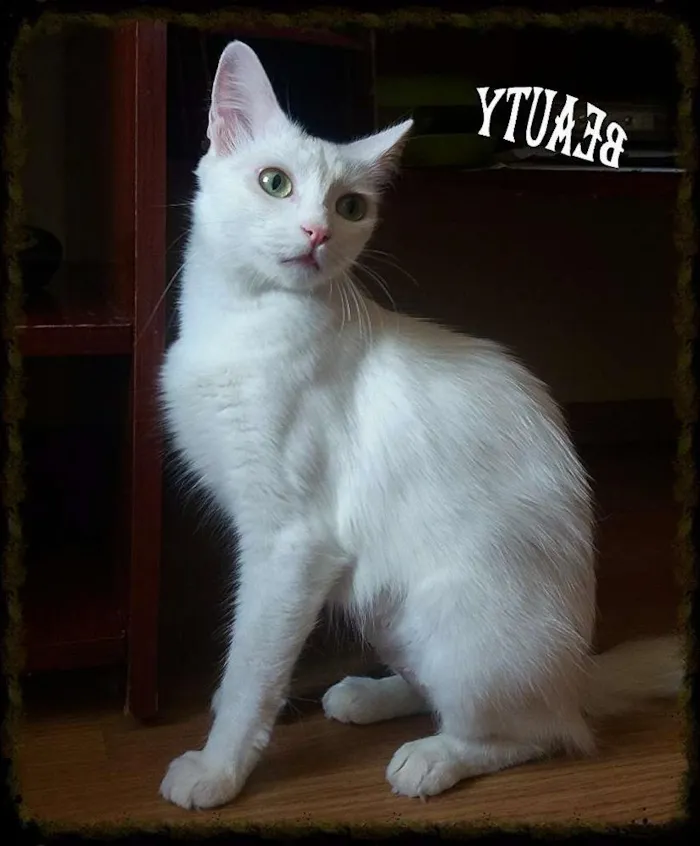 Gato ra a Srd idade 2 anos nome Branca