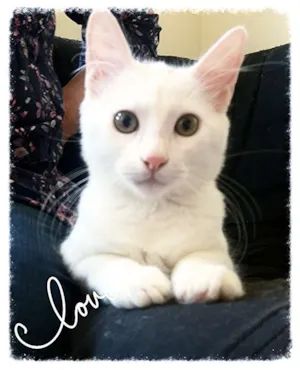Gato raça Srd idade 2 a 6 meses nome Joaquim 