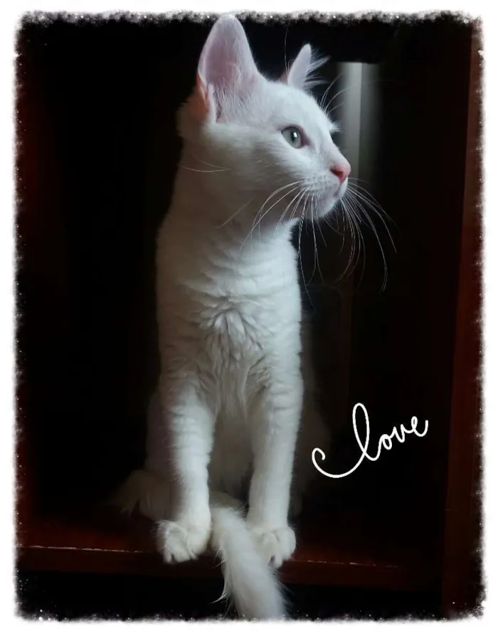 Gato ra a Srd idade 2 a 6 meses nome Joaquim 