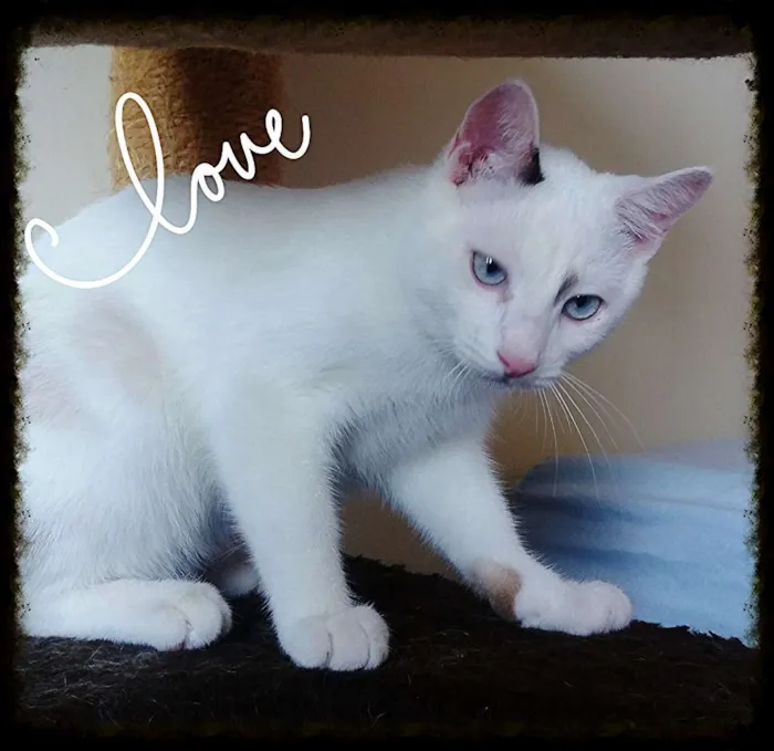 Gato ra a Srd idade 2 a 6 meses nome Collin