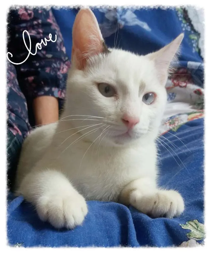 Gato ra a Srd idade 2 a 6 meses nome Collin