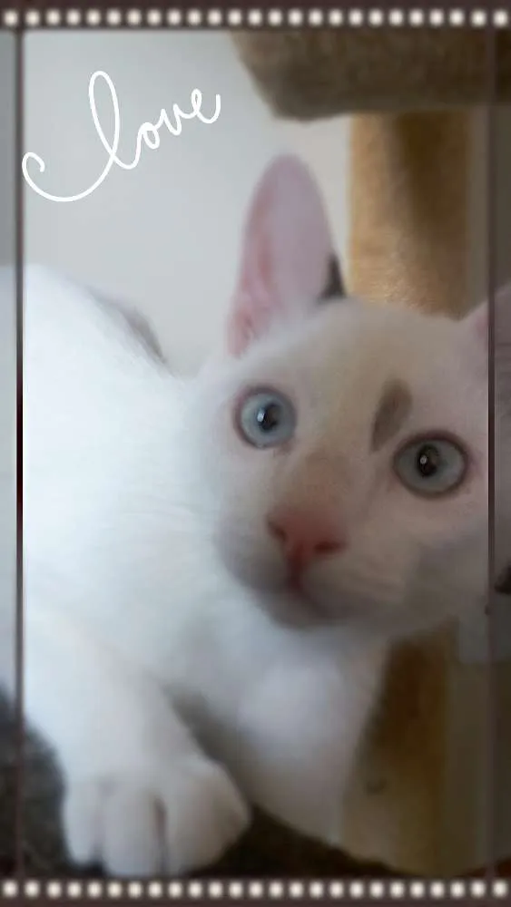 Gato ra a Srd idade 2 a 6 meses nome Collin