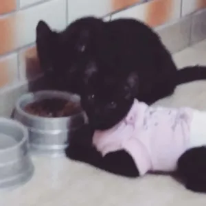 Gato raça Não sei idade 2 a 6 meses nome Ang e Jack