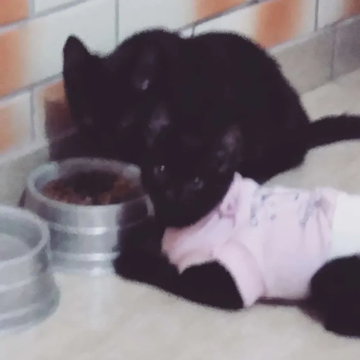 Gato ra a Não sei idade 2 a 6 meses nome Ang e Jack