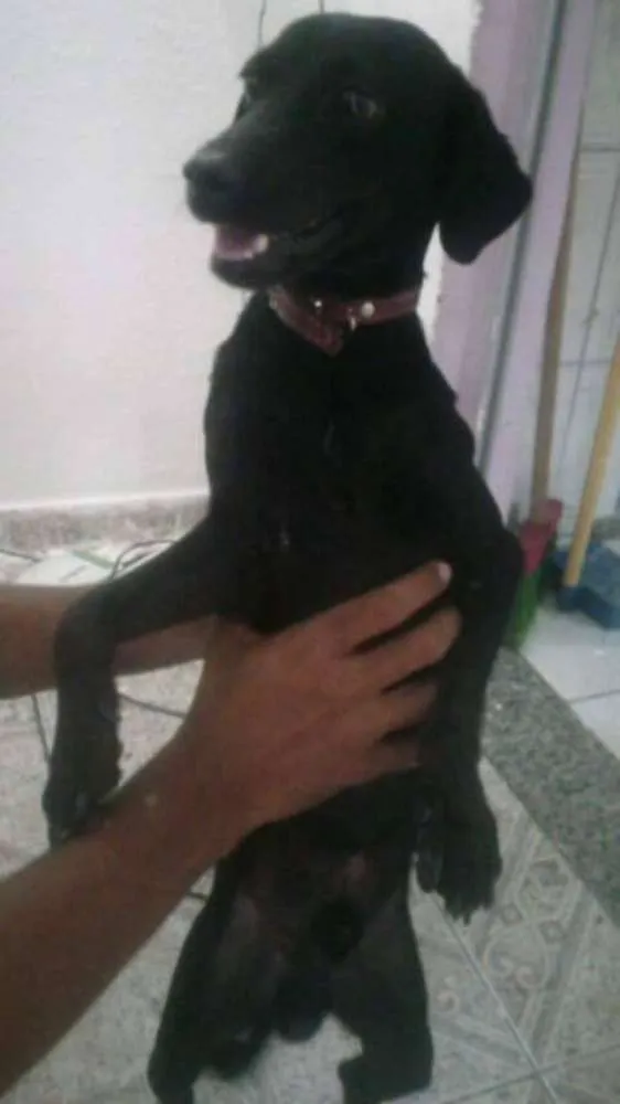 Cachorro ra a Vira Lata idade 2 anos nome Lucky