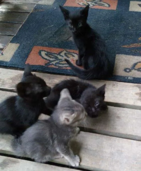 Gato ra a Felinos idade 2 a 6 meses nome Gatos