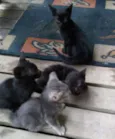Gatos