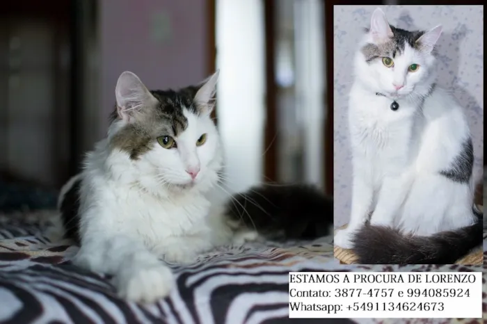 Gato raça Srd idade 1 ano nome Lorenzo