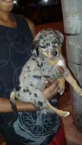MALHADINHA
