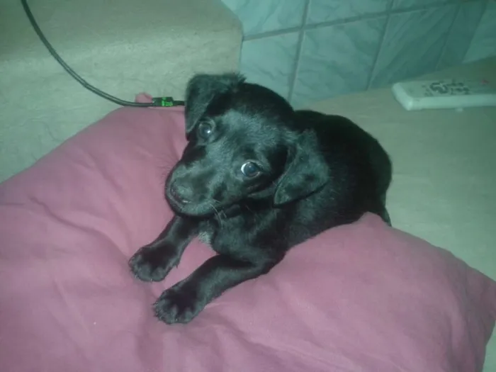 Cachorro raça Vira-lata idade 2 a 6 meses nome Pipoca, ze, bolinha 