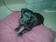 Pipoca, ze, bolinha