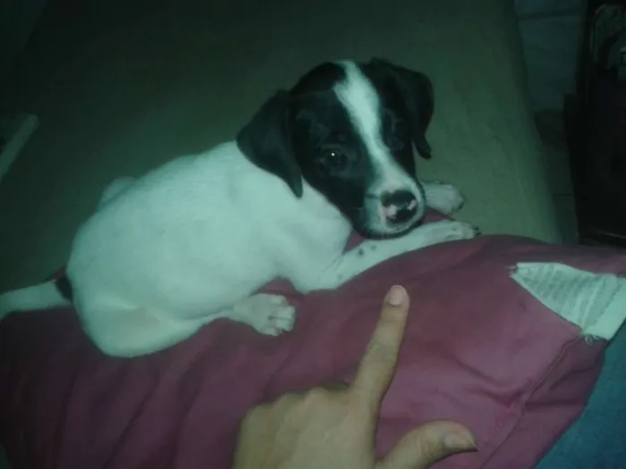 Cachorro raça Vira-lata idade 2 a 6 meses nome Pipoca, ze, bolinha 
