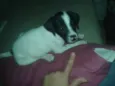 Pipoca, ze, bolinha