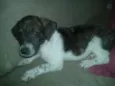 Pipoca, ze, bolinha