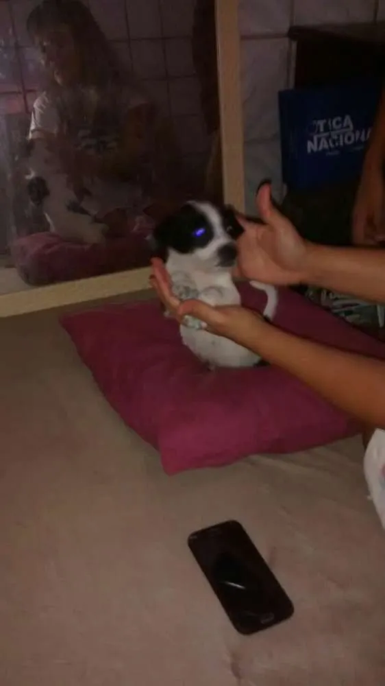 Cachorro raça Vira-lata idade 2 a 6 meses nome Pipoca, ze, bolinha 