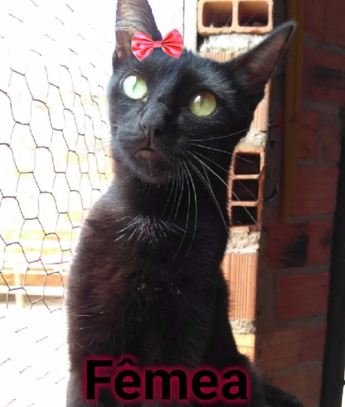 Gato ra a SRD  idade 1 ano nome Dandara 