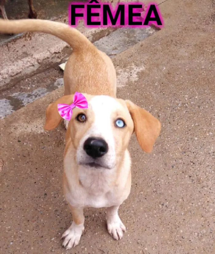 Cachorro ra a SRD  idade 7 a 11 meses nome Polly