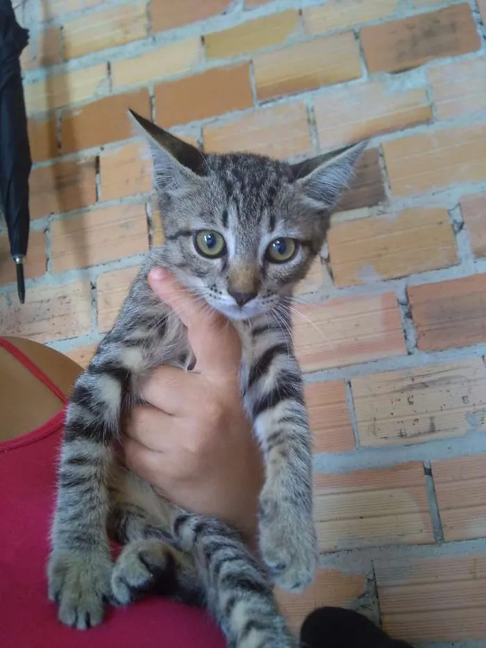 Gato ra a SRD  idade 2 a 6 meses nome Tigre