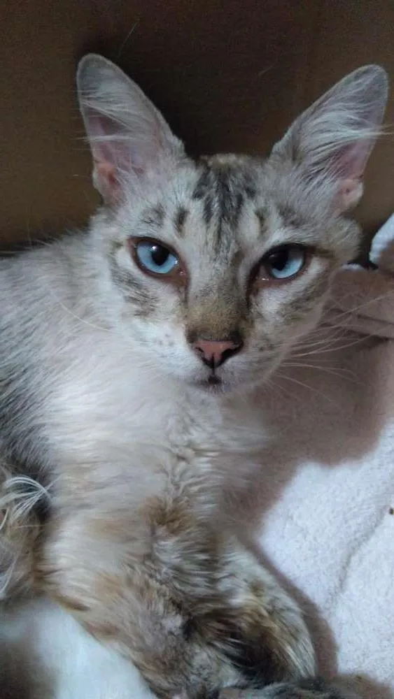 Gato ra a SRD  idade 3 anos nome Baby