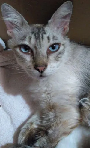 Gato raça SRD  idade 3 anos nome Baby
