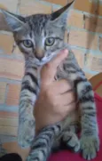 Tigre