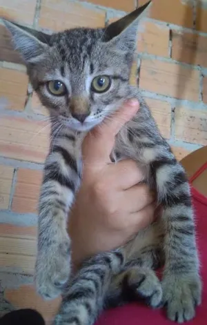 Gato raça SRD  idade 2 a 6 meses nome Tigre