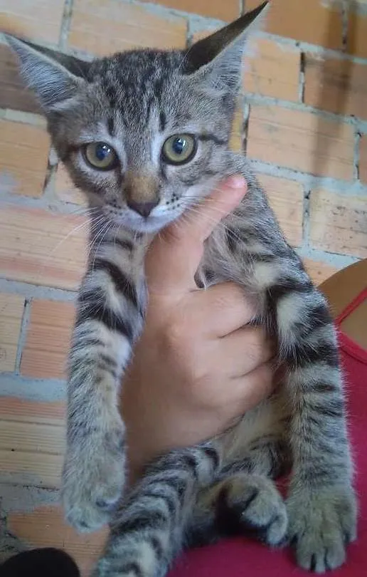 Gato ra a SRD  idade 2 a 6 meses nome Tigre