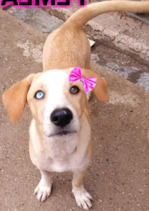 Cachorro raça SRD  idade 7 a 11 meses nome Polly