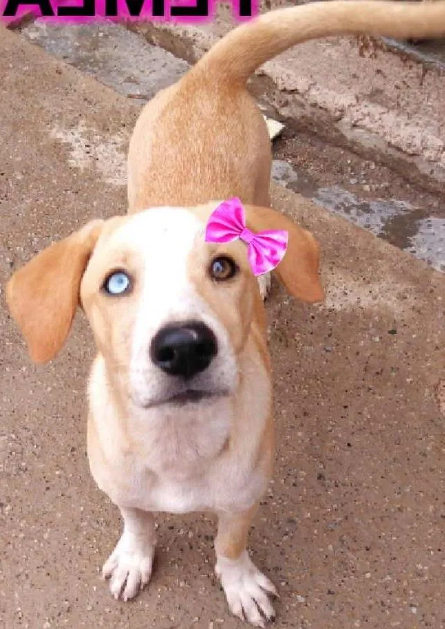 Cachorro ra a SRD  idade 7 a 11 meses nome Polly