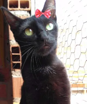 Gato raça SRD  idade 1 ano nome Dandara 