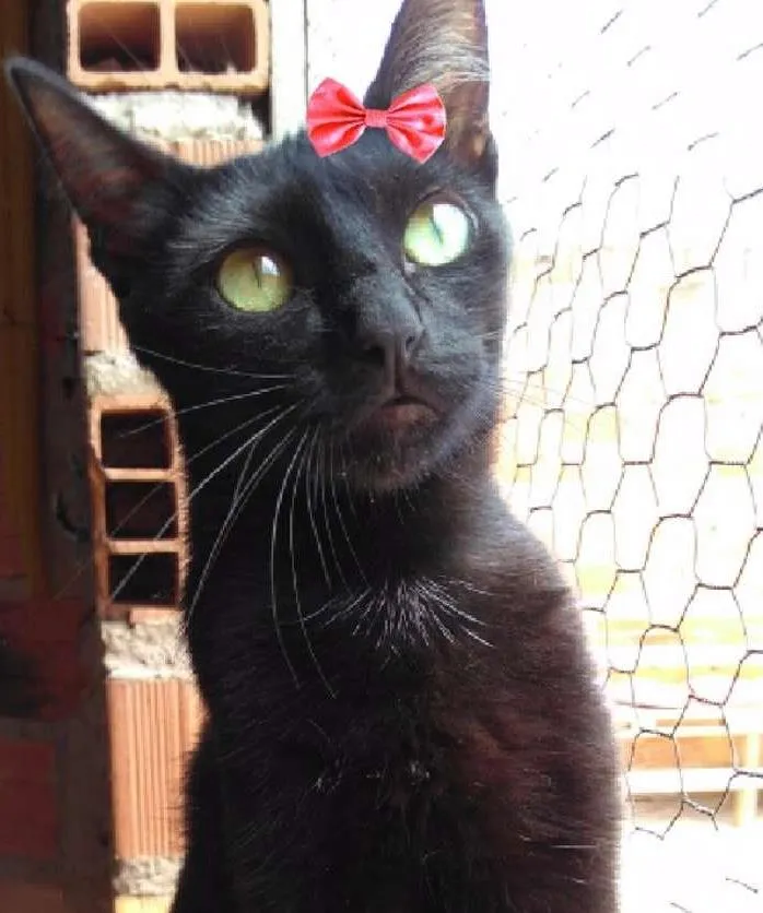 Gato ra a SRD  idade 1 ano nome Dandara 