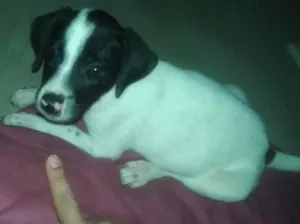 Cachorro raça Vira-lata idade 2 a 6 meses nome Pipoca, ze, bolinha 