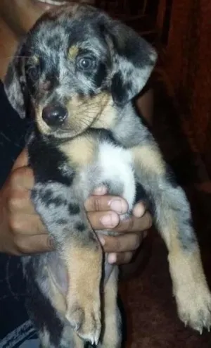 Cachorro raça VIRA LATA idade Abaixo de 2 meses nome FOFURA