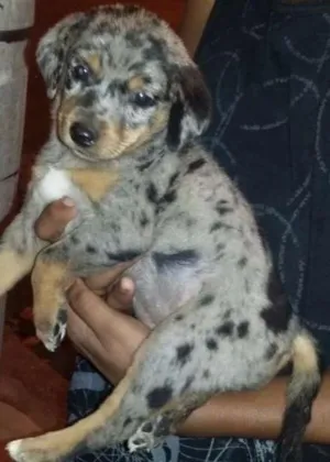Cachorro raça VIRA LATA idade Abaixo de 2 meses nome MALHADINHA
