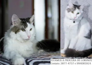 Gato raça Srd idade 1 ano nome Lorenzo