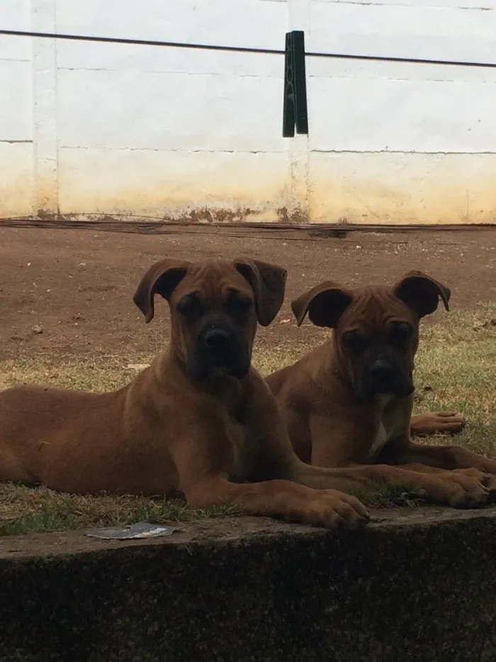 Cachorro raça Boxer idade 7 a 11 meses nome Romeu e Tobia