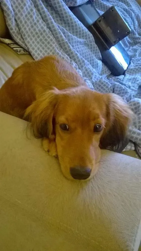 Cachorro ra a COCKER idade 2 a 6 meses nome LUNA