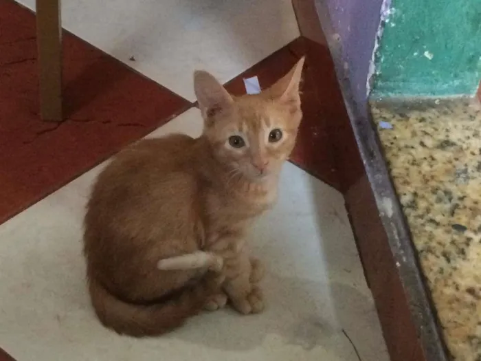 Gato ra a Amarela idade 2 a 6 meses nome não tem