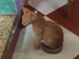 não tem