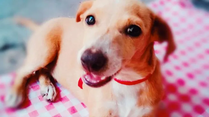 Cachorro ra a Vira lata idade Abaixo de 2 meses nome Lulu, jujuba